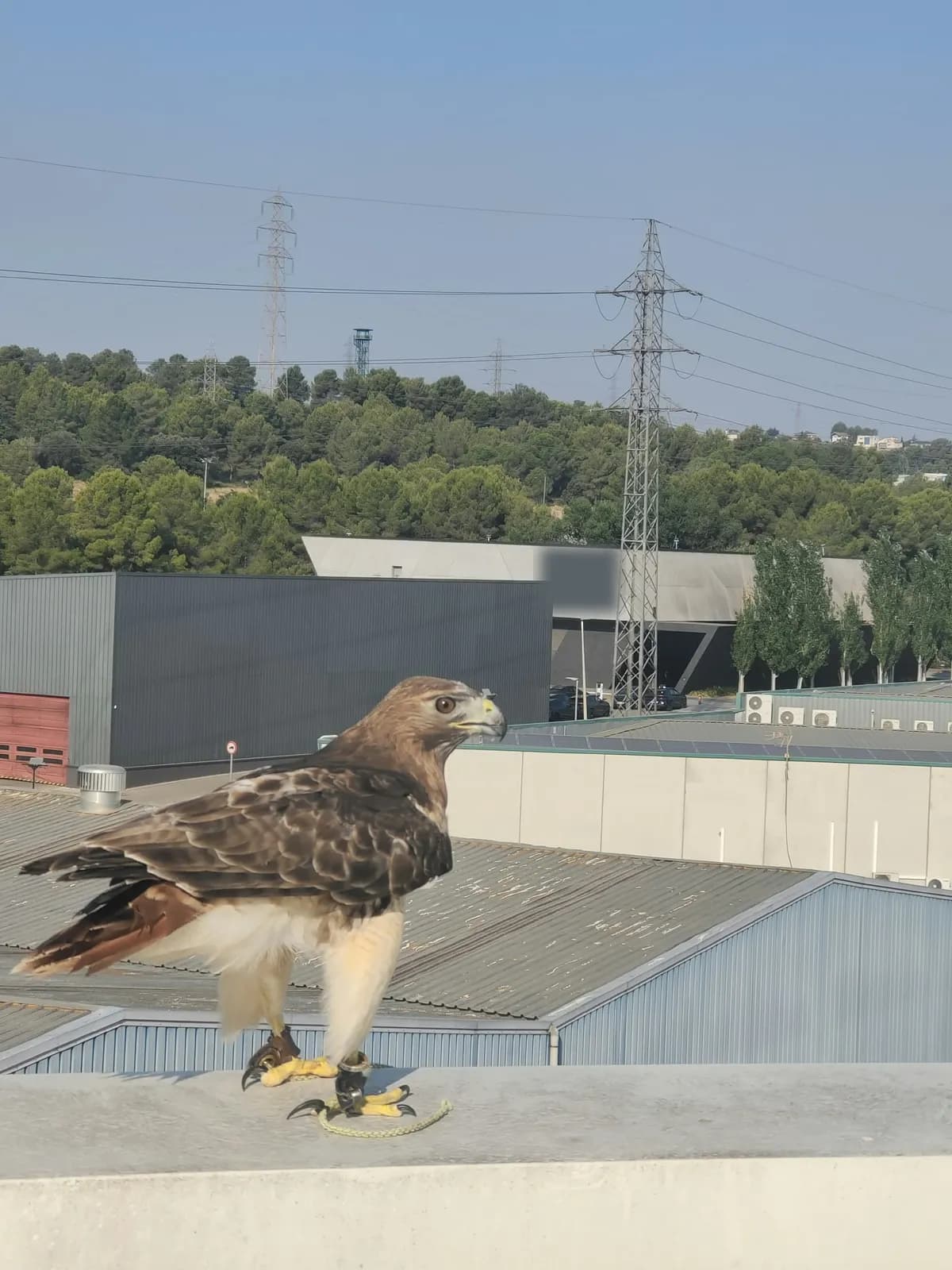 Vuelos preventivos en polígono industrial · Control de gaviotas · Cubiertas industriales · Vallès