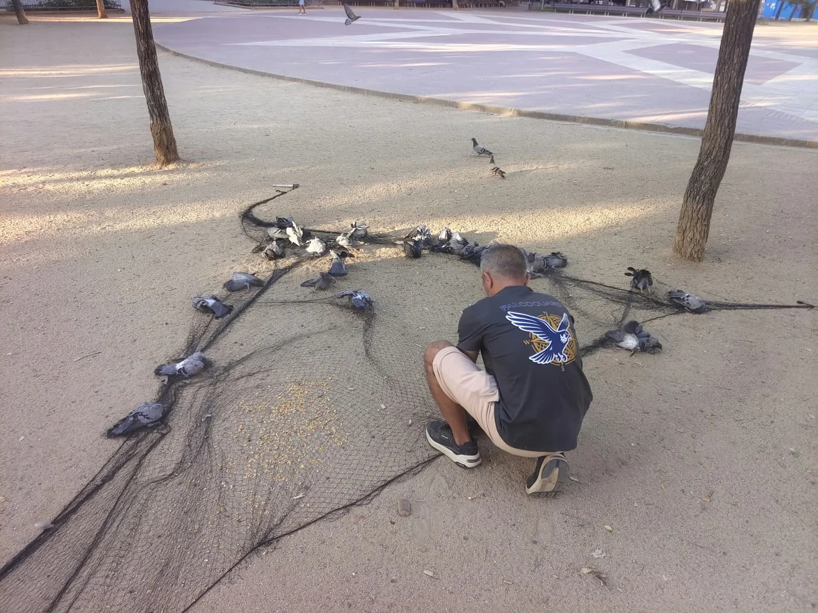 Captura con red en espacio abierto · Control de palomas · Espacio urbano · Barcelona