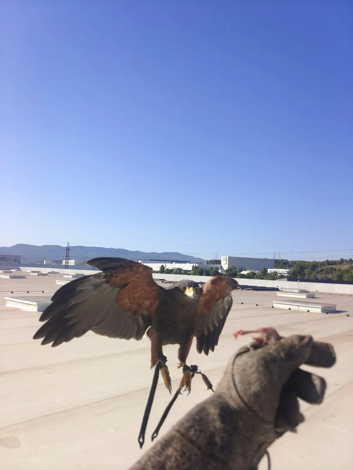 Cetrería en cubierta de nave logística · Control de palomas · Nave logística · Vallès Occidental