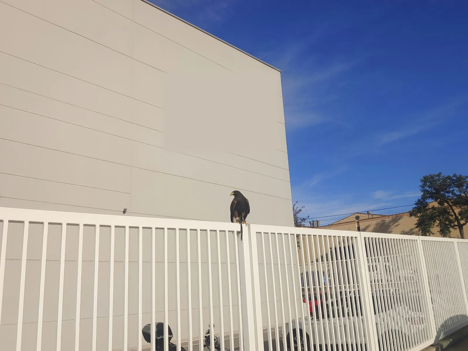 Vigilancia de perímetro con águila de Harris · Control de palomas · Nave industrial · Barcelona