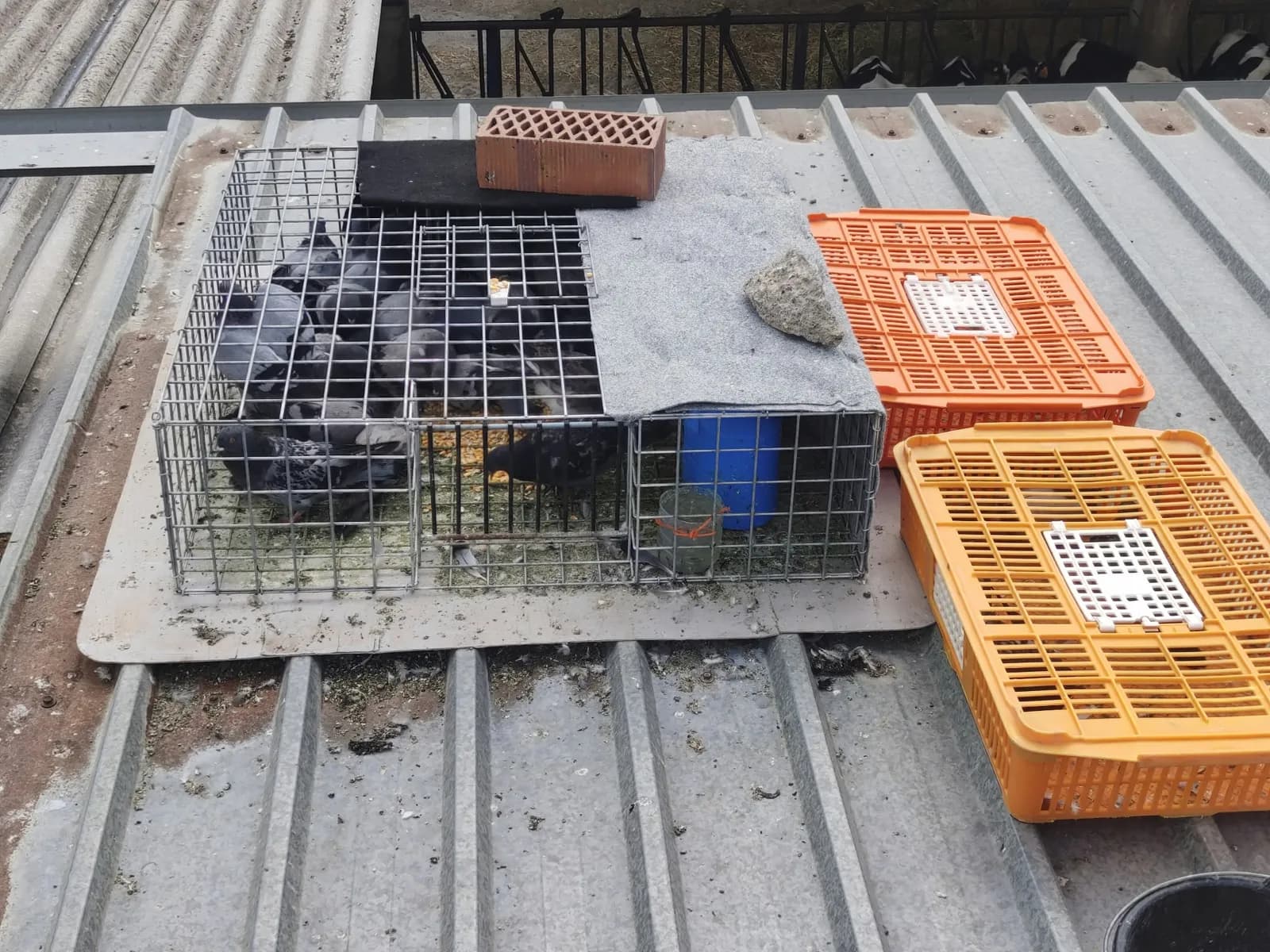 Retirada de aves capturadas · Control de palomas · Cubierta metálica · Barcelona