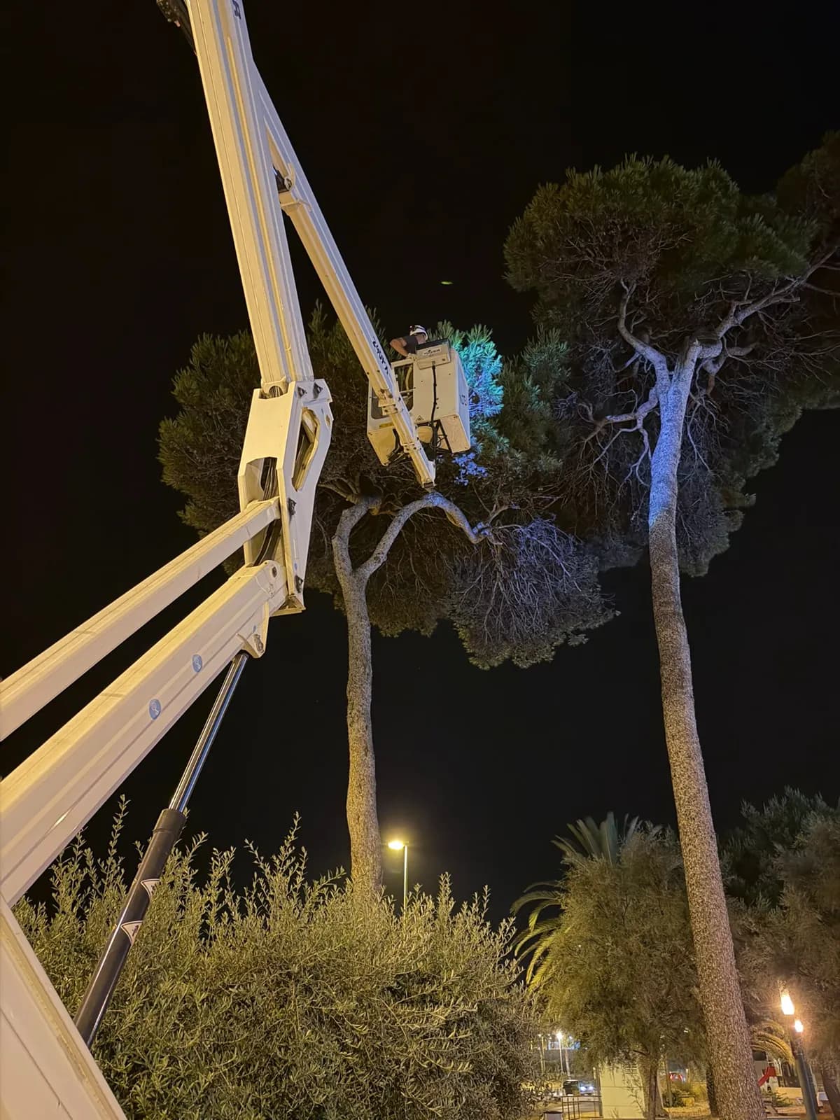 Actuación nocturna en arbolado con plataforma elevadora · Espacio urbano · Barcelona